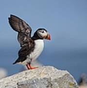 Puffin Wingflap Poster