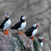 Puffins Poster