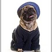 Pug In Sweater And Hat Poster