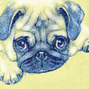 Pug Puppy Pastel Sketch Poster