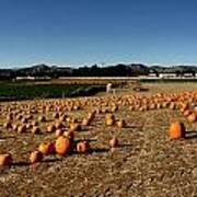 Pumpkin Field Poster