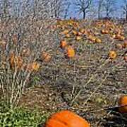 Pumpkin Field Poster