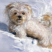Puppy In Snow Poster