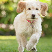 Puppy Running Through The Grass Poster