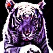 Purle Tiger Poster