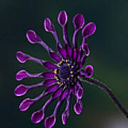 Purple African Daisy Poster