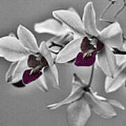 Purple And Pale Green Orchids - Black And White Poster