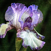 Purple And White Iris Poster