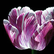 Purple And White Marbled Tulip Poster