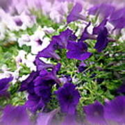 Purple And White Petunias Poster