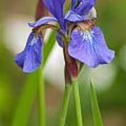 Purple Bearded Iris Poster