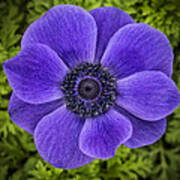 Purple Blue Anemone Poster