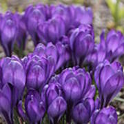 Purple Crocus Flowers Poster