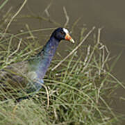 Purple Gallinule Poster