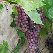 Purple Grapes On The Vine Poster