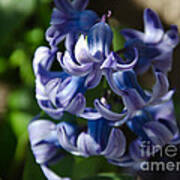Purple Hyacinth Poster