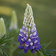 Purple Lupine Poster