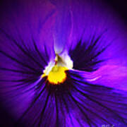 Purple Pansie Closeup Poster