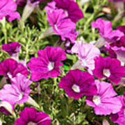 Purple Pansies Poster