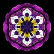 Purple Pansy Ii Flower Mandala Poster