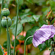 Purple Papaver Rhoeas - Poppy Poster
