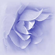 Purple Rose Flower Tranquillity Poster