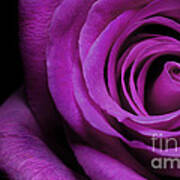 Purple Roses Closeup Poster
