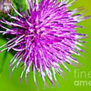 Purple Thistle Poster