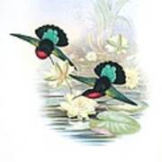 Purple-throated Caribs, Artwork Poster