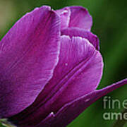 Purple Tulip Poster