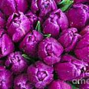 Purple Tulips Poster