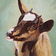 Baby Alpine Goat Poster