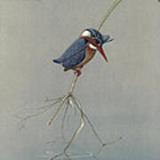 Pygmy Kingfisher Poster