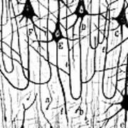 Pyramidal Cells Illustrated By Cajal Poster