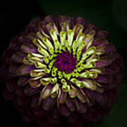Queen Red Lime Zinnia Poster