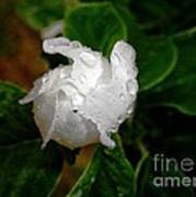 Quince Bud After Rain Poster