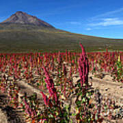 Quinoa Field Chile Poster