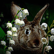Rabbit In The Lilies Poster