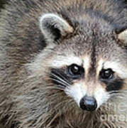 Raccoon Eyes Poster