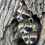 Raccoon Trio At Den Minnesota Poster