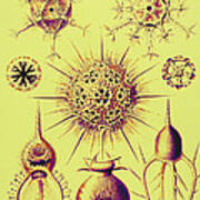 Radiolarians Poster