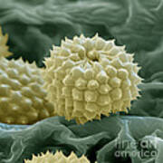 Ragweed Pollen Poster