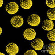 Ragweed Pollen Sem Poster