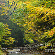 Rain Gauley River Headwaters Poster