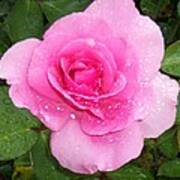 Rain Kissed Rose Poster