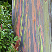 Rainbow Eucalyptus Poster