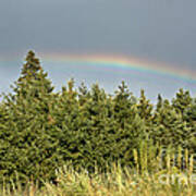 Rainbow Over The Evergreens Poster