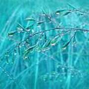 Raindrops Falling On Teal Blue Grasses Poster