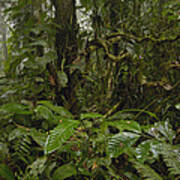 Rainforest Andes Mountains Ecuador Poster