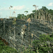 Rainforest Burnt For Crop-planting Poster